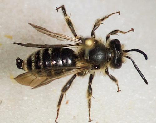 Réf. 232 736 : Andrena pandellei